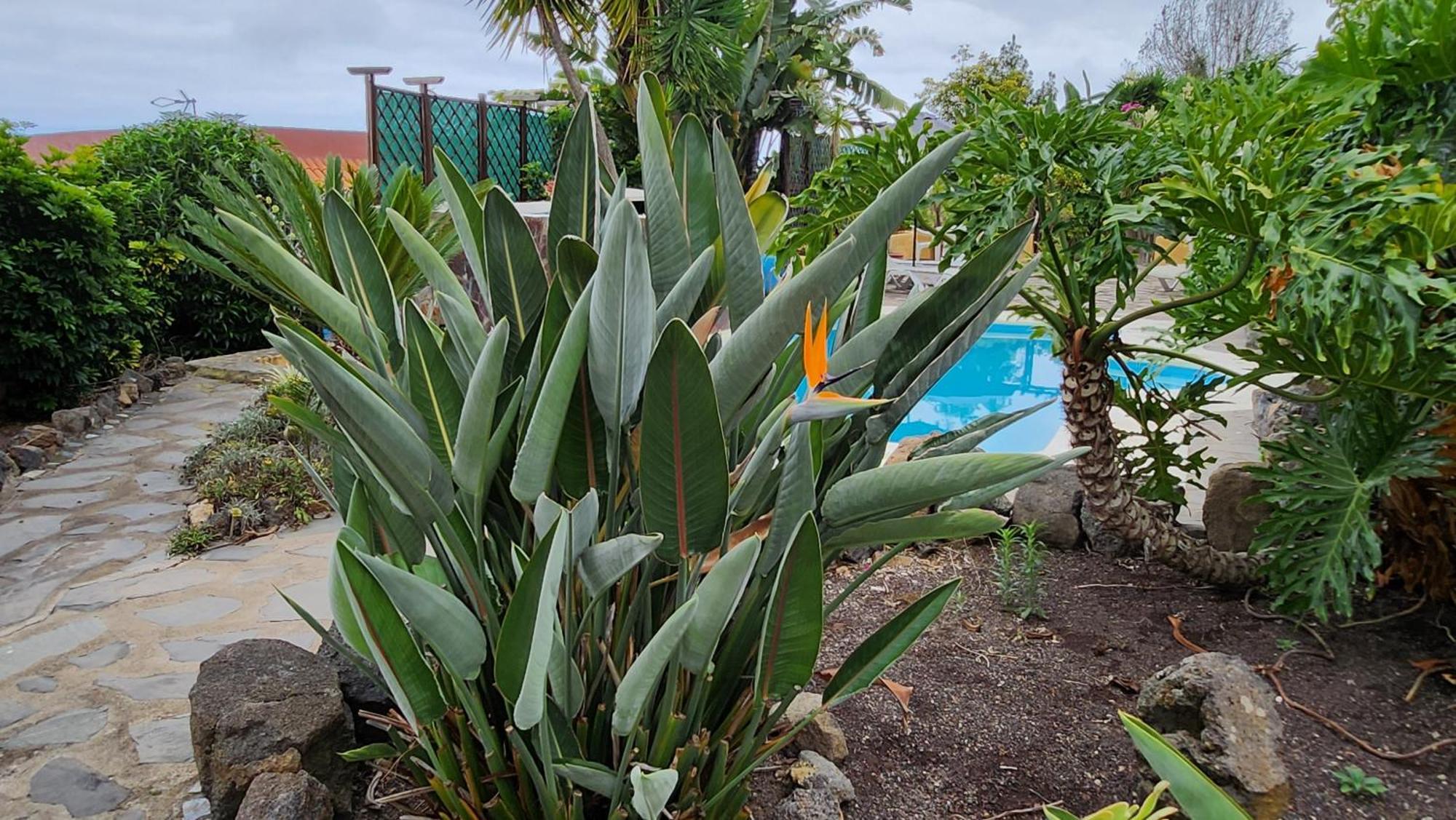 Villa Oasis Hill Botanical Garden Icod De Los Vinos Exterior foto