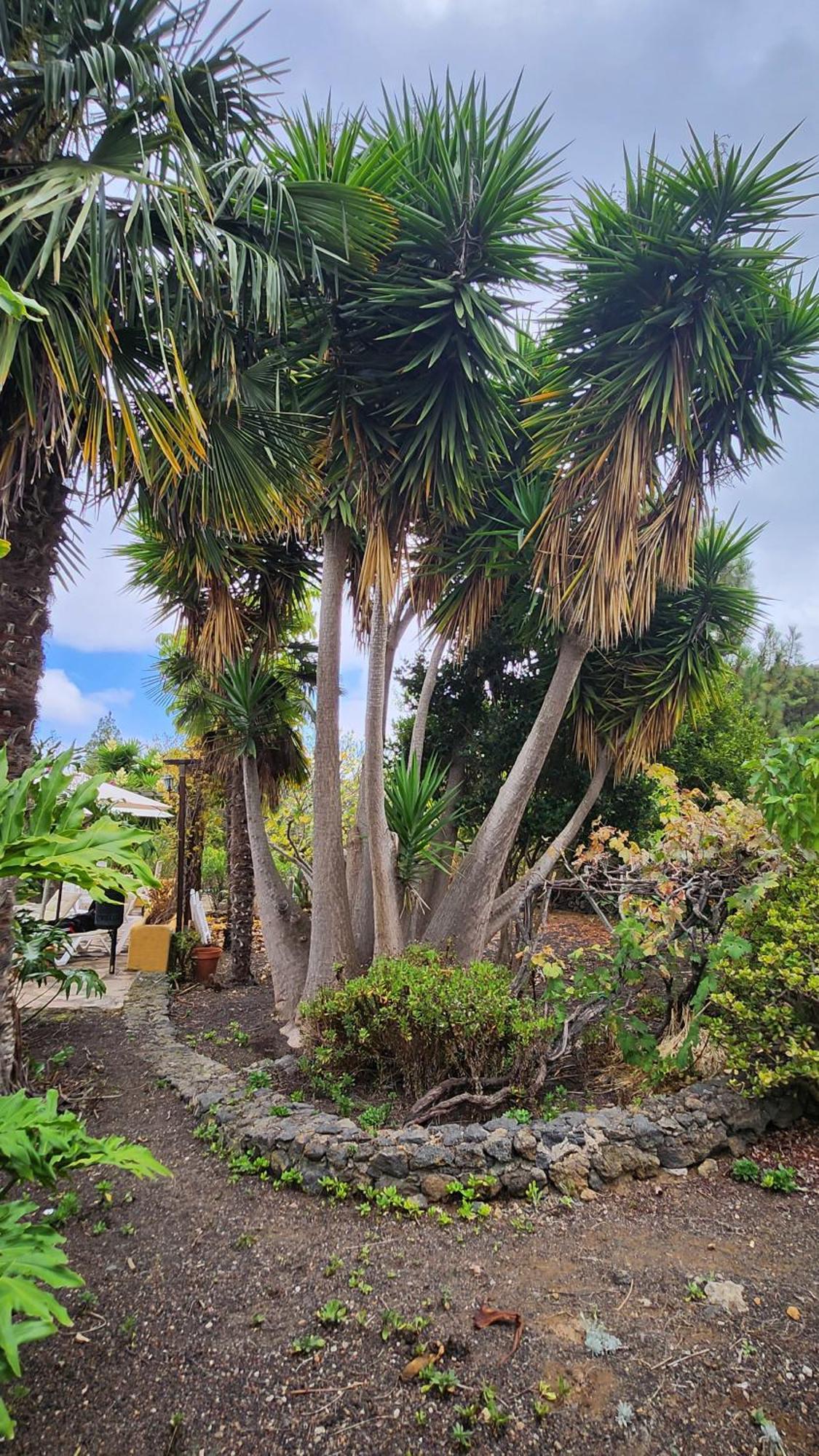 Villa Oasis Hill Botanical Garden Icod De Los Vinos Exterior foto