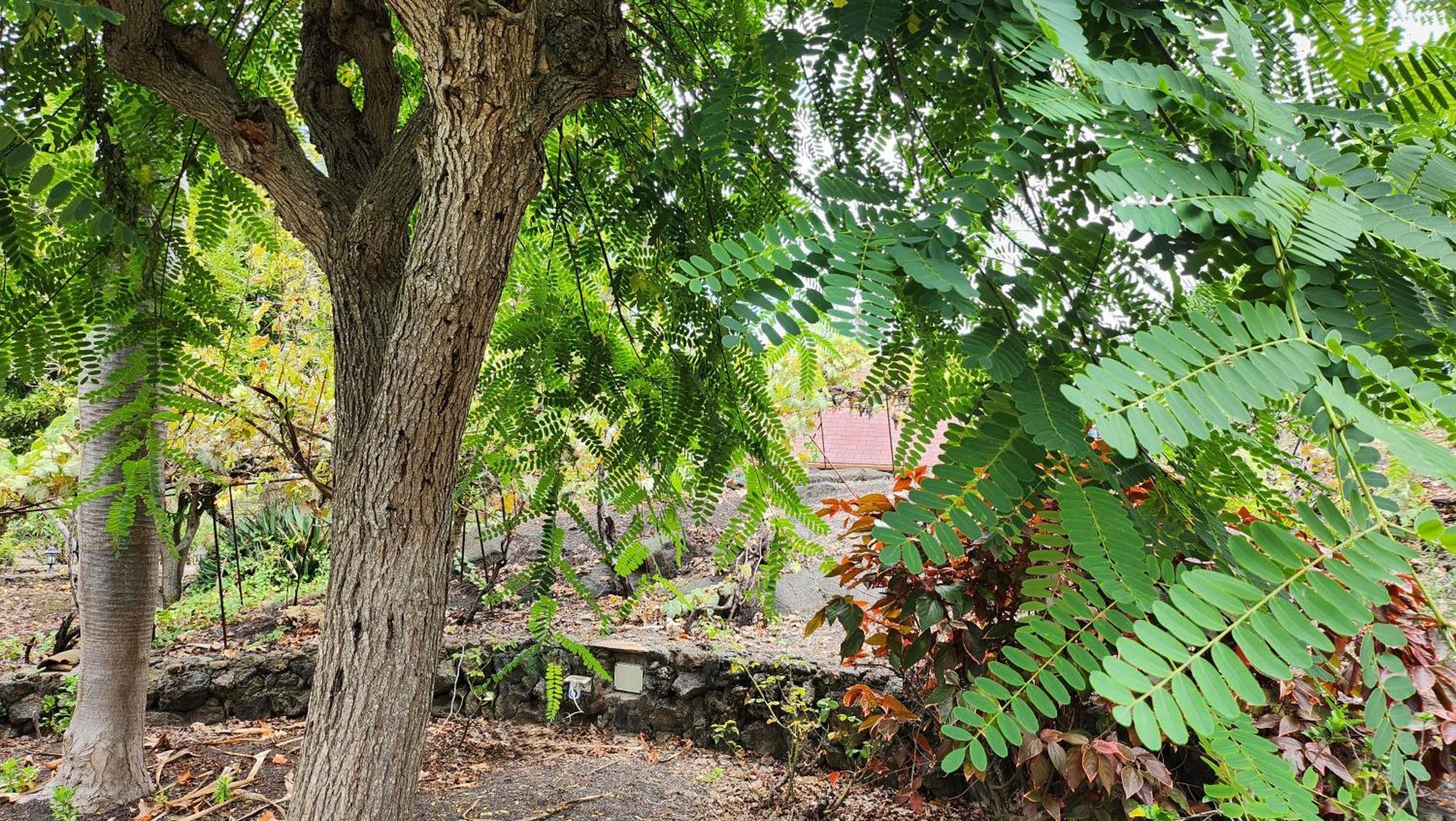 Villa Oasis Hill Botanical Garden Icod De Los Vinos Exterior foto