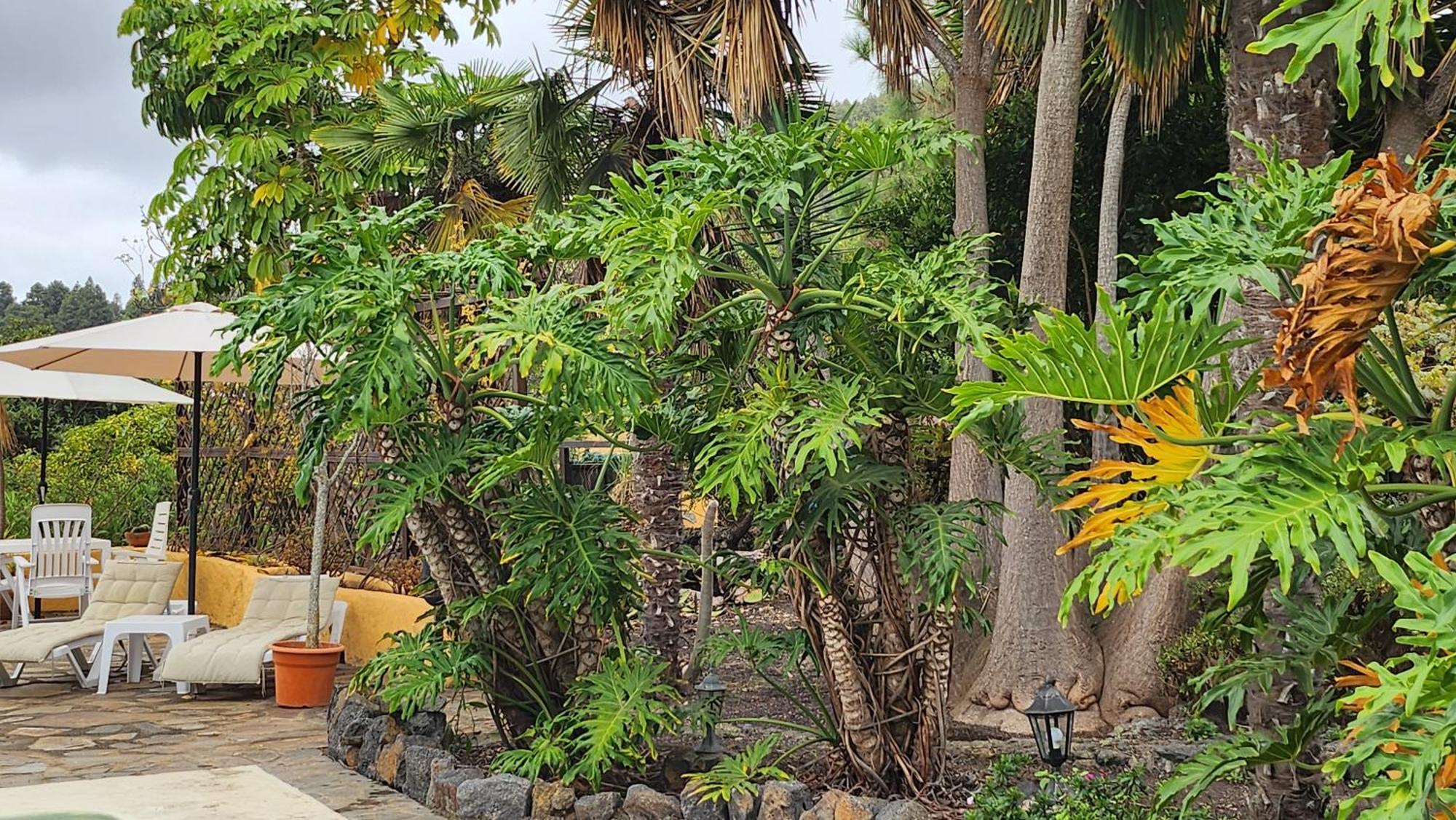 Villa Oasis Hill Botanical Garden Icod De Los Vinos Exterior foto